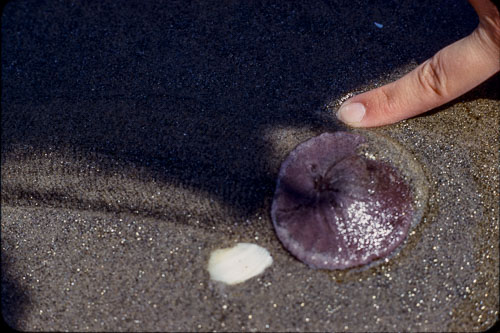 Date on slide mount Apr, 1970 _0Z80661.jpg