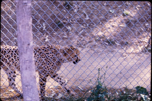 Date on slide mount Apr, 1970 _0Z80818.jpg