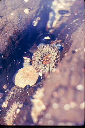 Date on slide mount Apr, 1970 _0Z80924.jpg