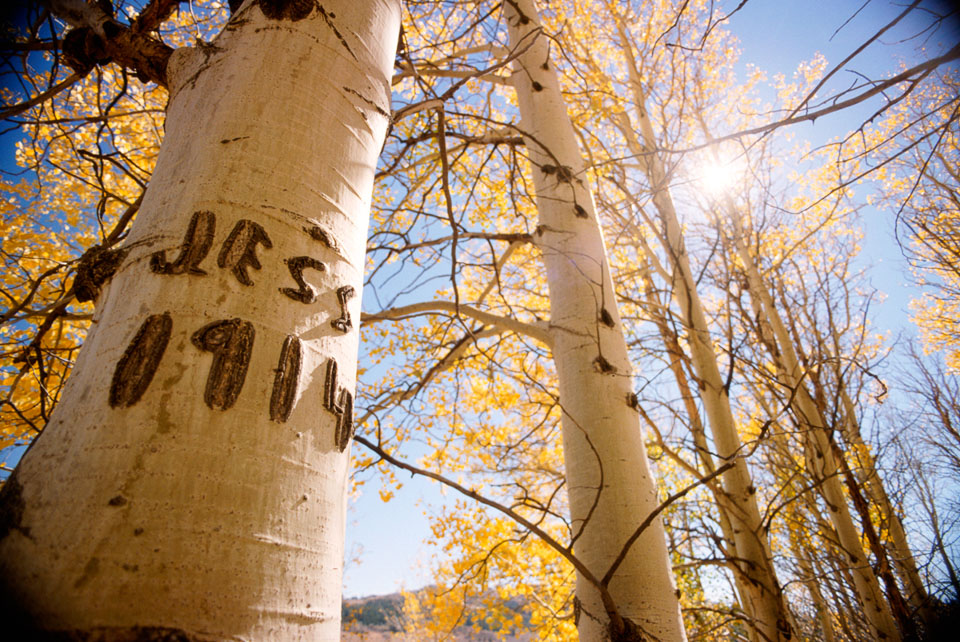 sie_carved-aspens.jpg