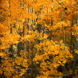 sie_aspens-fall.jpg sie_aspens-fall.jpg