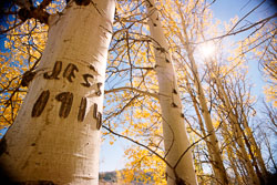 sie_carved-aspens.jpg sie_carved-aspens.jpg